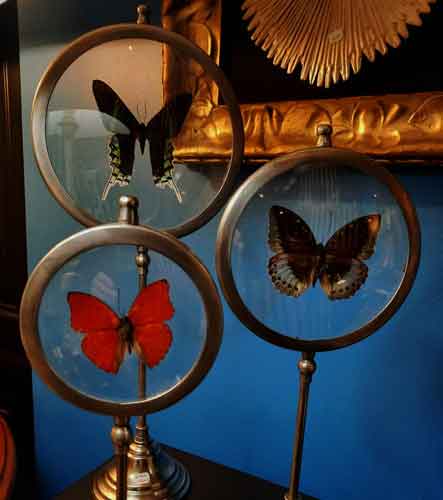 papillons sous verre